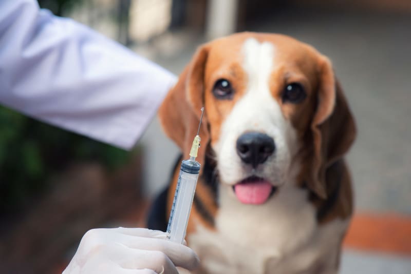 Can a vaccinated dog get rabies? San Jose Vets