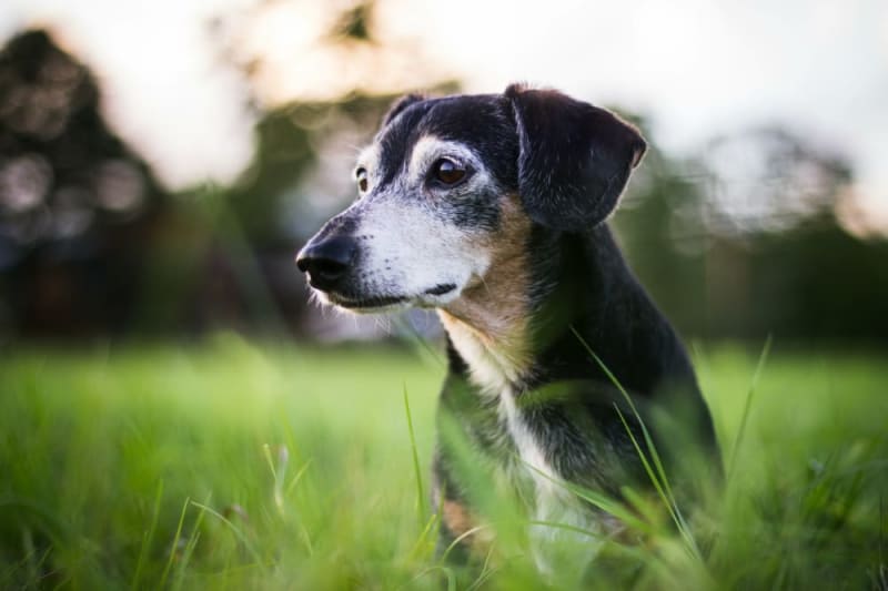 At What Age is a Dog Considered a Senior? Rochester Vets