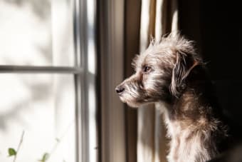 Anxiety & Depression in Dogs: Causes, Symptoms & How To Help