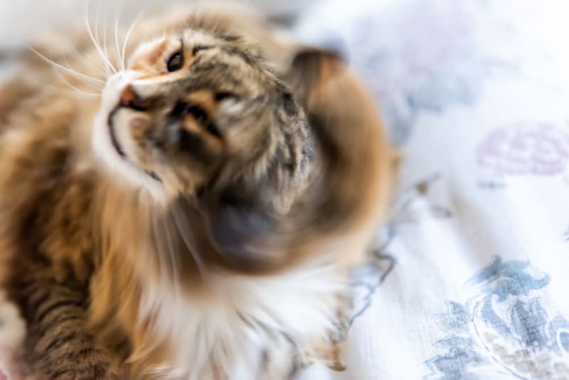 Common Cat Skin Conditions | San Jose Vets