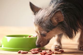 Food For Dogs With Kidney Disease