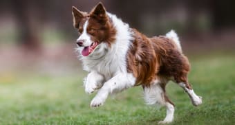 ACL Surgery in Dogs