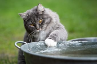 Why Won't My Cat Drink Water? What to Do?