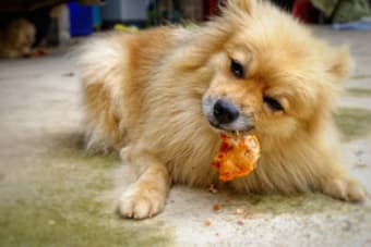 How dangerous are chicken bones for dogs best sale