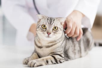 How Often Should I Take My Cat To The Vet?