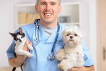 Why Are Annual Wellness Exams For Pets Important?