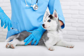 Can a Dog Get Rabies if They Are Vaccinated?