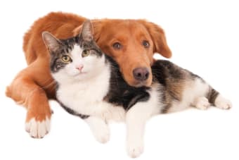 Signs Your Pet Needs Emergency Vet Care