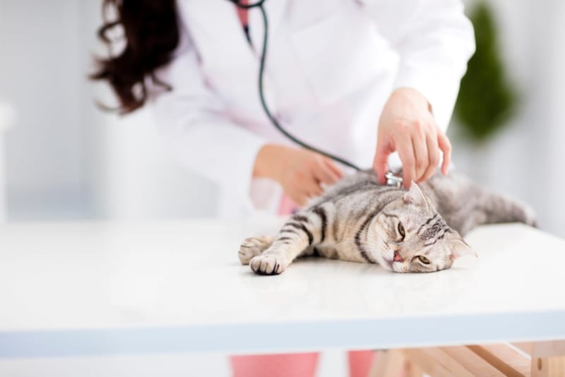 Anemia in Cats Types, Symptoms & Treatment