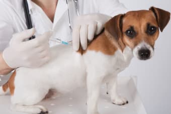 Should I Get My Dog Vaccinated?