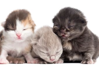 Eye Infections In Kittens: Causes And Treatment