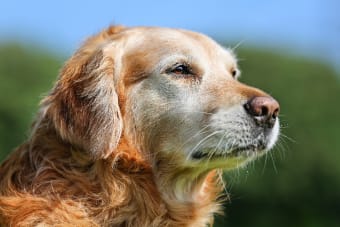 How to Take Care of a Senior Dog: Tips & Advice