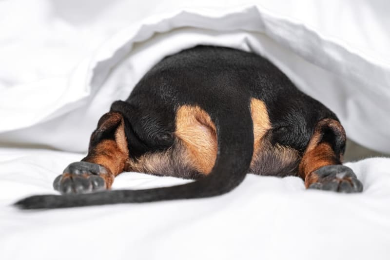 Inflammatory Bowel Disease (IBD) in Dogs Knightdale Vets