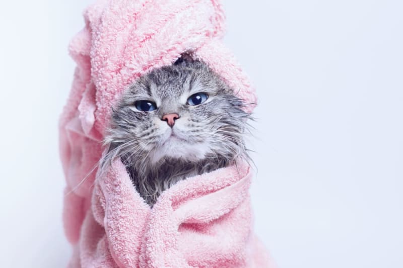 How to Bathe a Cat & How Often You Should Do It Orange Park Vets