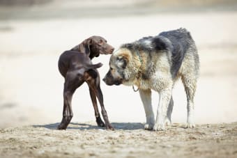 Introducing a Second Dog to Your Home