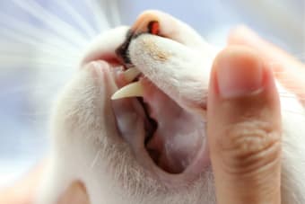 Common Dental Diseases In Cats