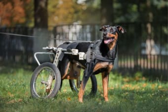 What is Degenerative Myelopathy (DM) Disease in Dogs?