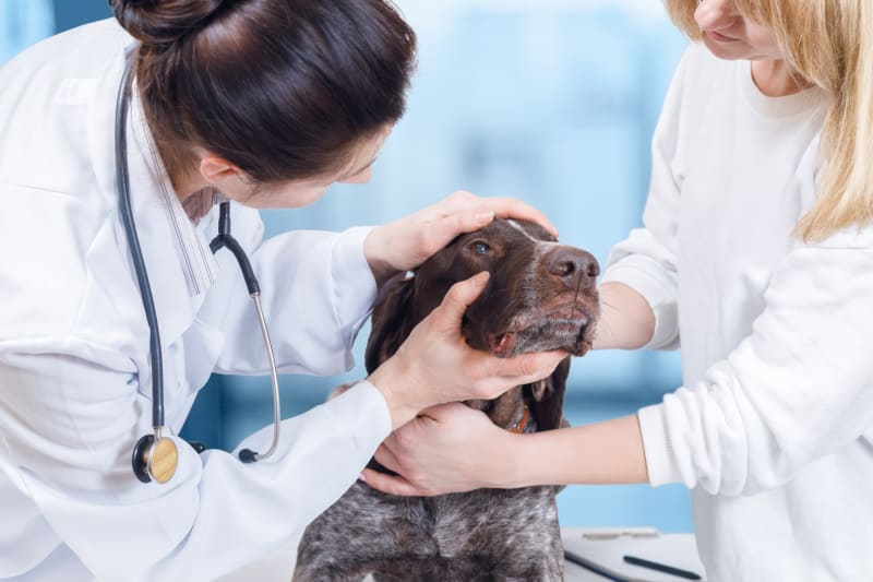 Cataract Surgery for Dogs What to Expect St. Louis Vets