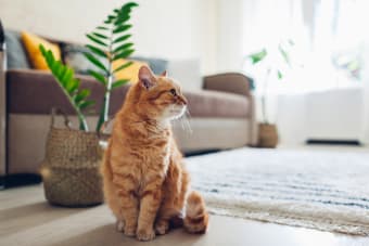 The Signs and Causes of Anemia in Cats