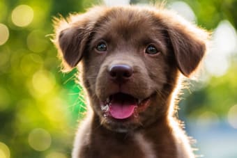 Puppy's First Vet Visit: A Checklist For Pet Parents