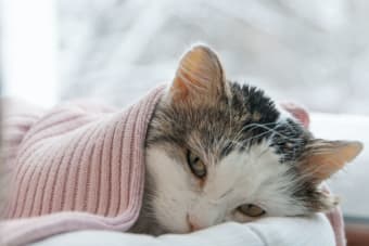 Pneumonia In Cats: Causes, Symptoms And Treatment