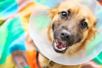 How To Help Your Pet Recover After Surgery