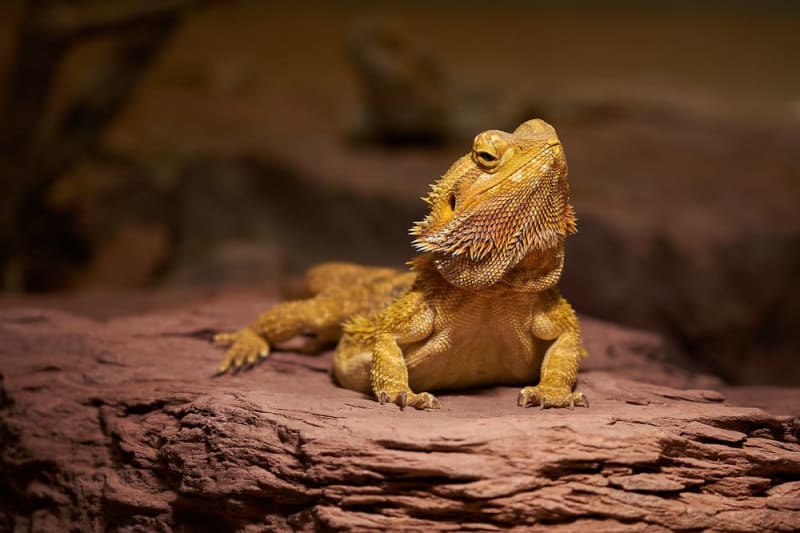 Guide on How To Take Care of a Bearded Dragon Harrisburg Vets