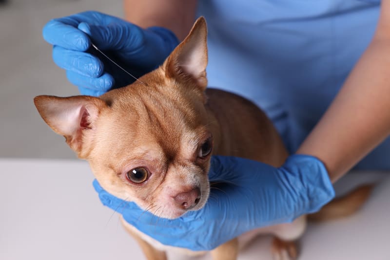 The Benefits of Acupuncture for Dogs Berkeley Vets