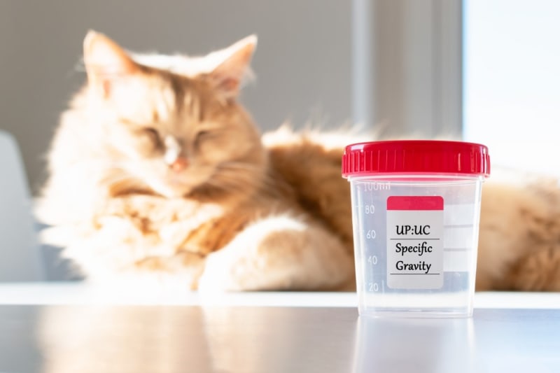 Urinalysis for Dogs & Cats Orange Park Vets