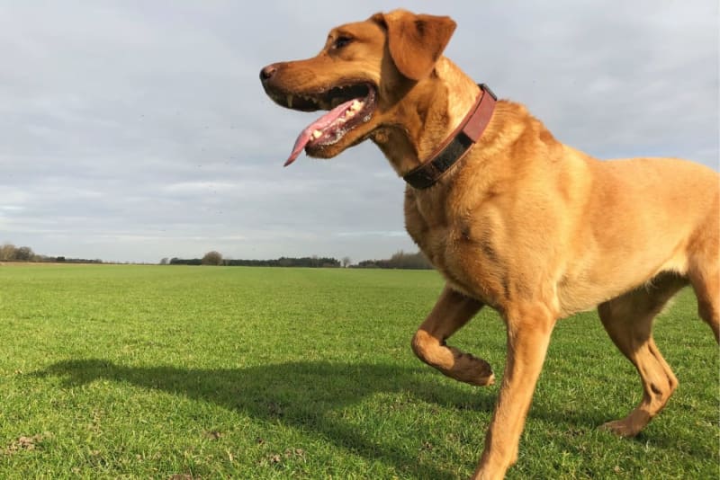 Osteoarthritis in Dogs Causes, Symptoms & Treatment Benton Vet