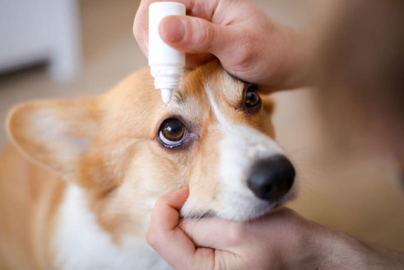 are artificial tears safe for dogs