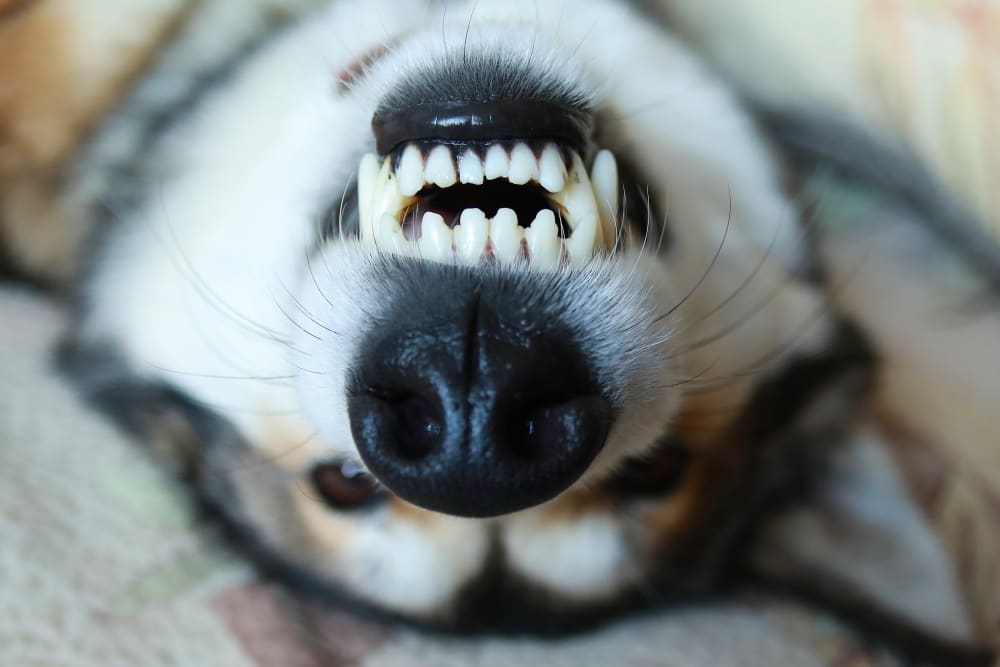 In What Order Do Dogs Lose Their Teeth A Canine Dental Timeline