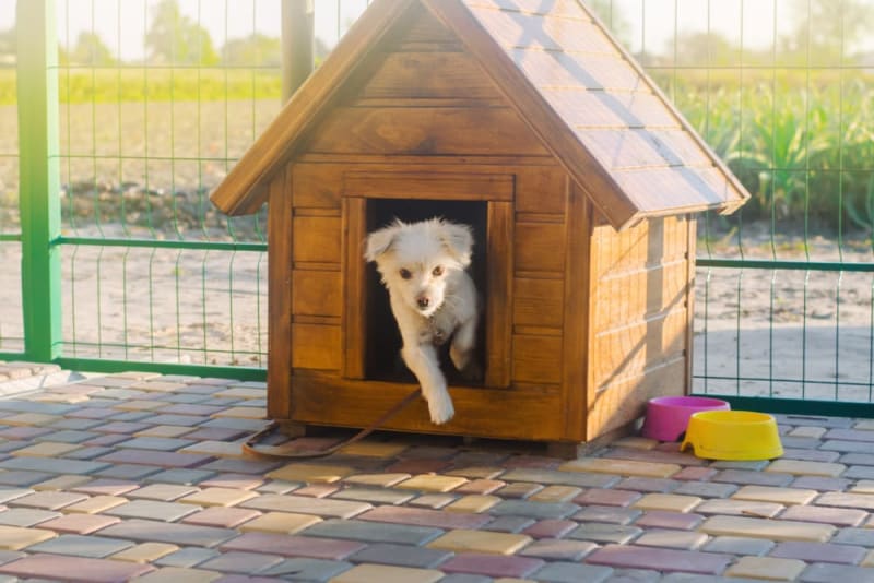What is the Difference Between Pet Boarding Facilities & Kennels?