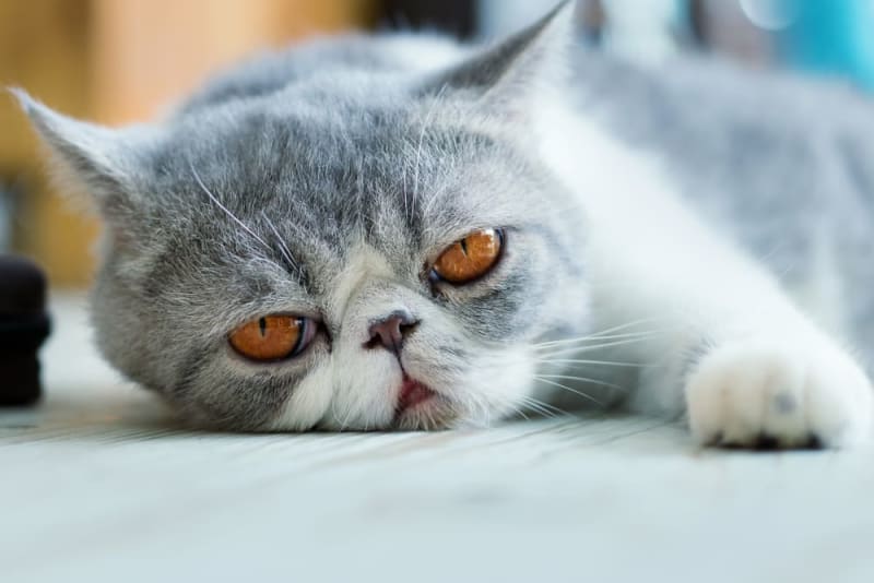 Epilepsy in Cats - Everything you Should Know! | Veterinary Neurology ...