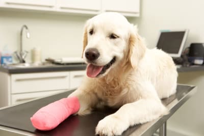 Dog ACL Surgery: What You Should Know