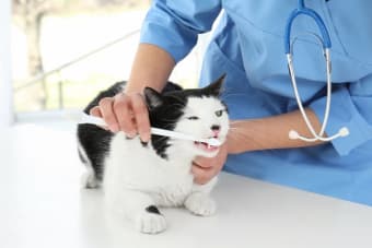 Cat Teeth Cleaning: How to Clean a Cat's Teeth