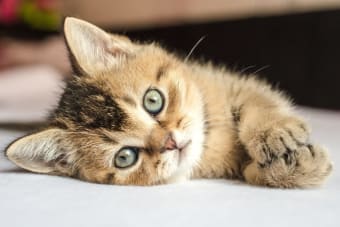 When to Spay/Neuter a Kitten? And When is Too Late?