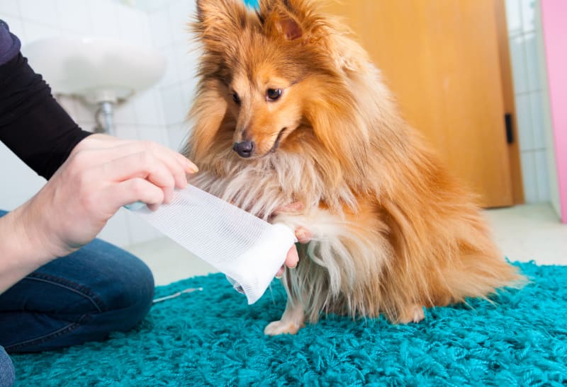 What To Do If My Dog Cut His Paw Pad Oakwood Vets