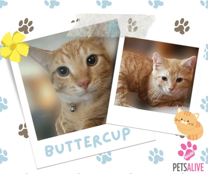 Buttercup Available for Adoption Pets Alive Niagara