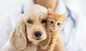 Pet Routine Care Checklist