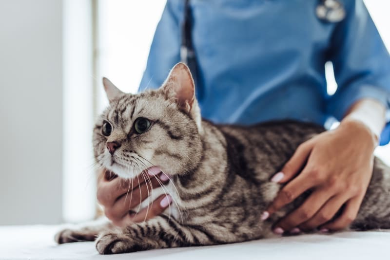 How Often Do You Take A Cat To The Vet Danbury Vets