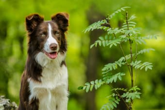 Parasite Prevention Tips For Dogs