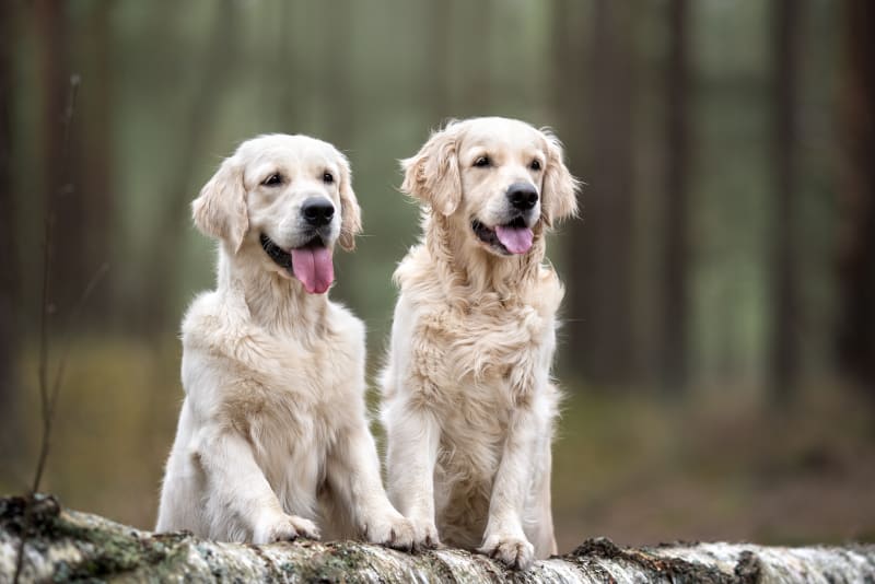 how do you introduce a second puppy to your home