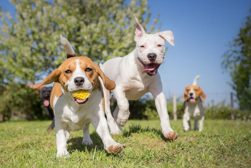 Bordetella in Dogs What It Is & How To Prevent It Bear Creek