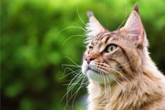 Aural Hematoma in Cats