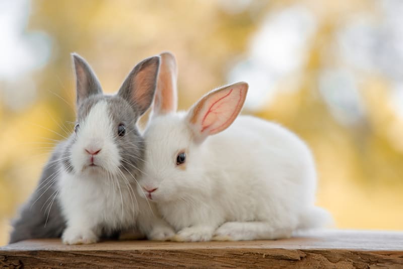 Rabbit Vet Care A Pet Parent's Guide Seattle Rabbit Vet