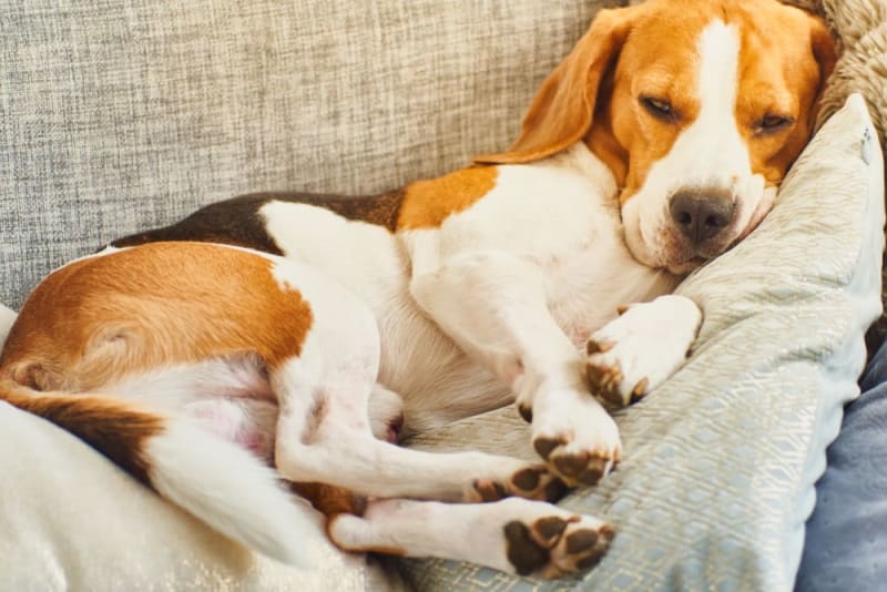 Dog ate chewing on sale gum