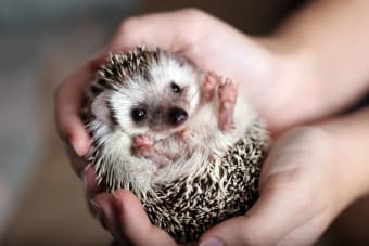 Hedgehog care: Everything You Should Know