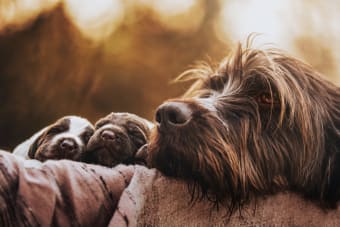 C-Section for Dogs: Everything You Should Know