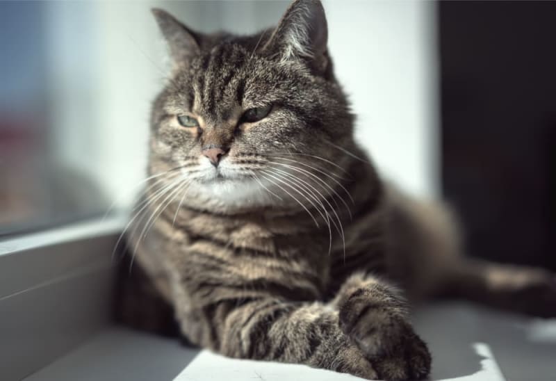 Grooming Your Senior Cat What You Need to Know Stockton Vet
